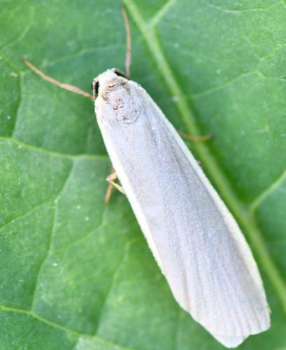 Eilema lurideola